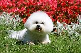 BICHON FRISE 632